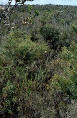 APII jpeg image of Daviesia spinosissima,<br/>Hakea cucullata  © contact APII