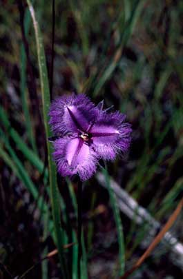 APII jpeg image of Thysanotus multiflorus  © contact APII