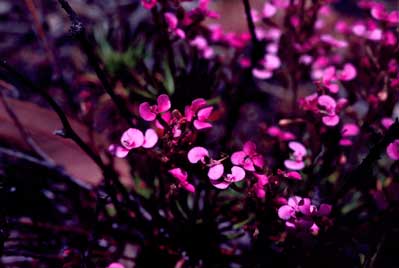 APII jpeg image of Stylidium latericola  © contact APII