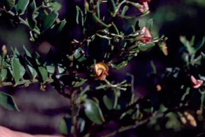 APII jpeg image of Daviesia lancifolia  © contact APII