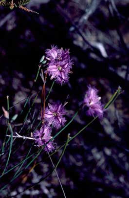 APII jpeg image of Thysanotus sparteus  © contact APII