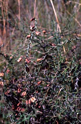 APII jpeg image of Daviesia incrassata subsp. reversifolia  © contact APII