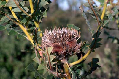 APII jpeg image of Banksia baxteri  © contact APII