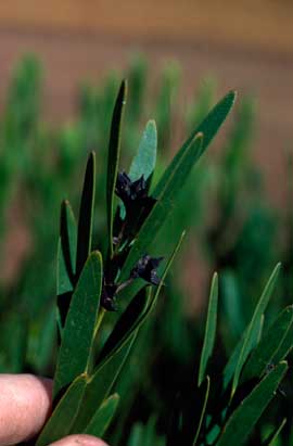 APII jpeg image of Daviesia megacalyx  © contact APII