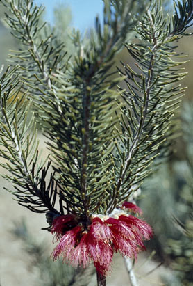 APII jpeg image of Calothamnus quadrifidus  © contact APII