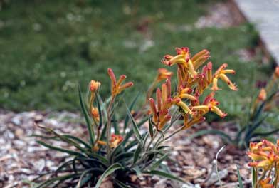 APII jpeg image of Anigozanthos humilis subsp. humilis  © contact APII