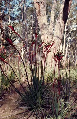 APII jpeg image of Anigozanthos manglesii  © contact APII