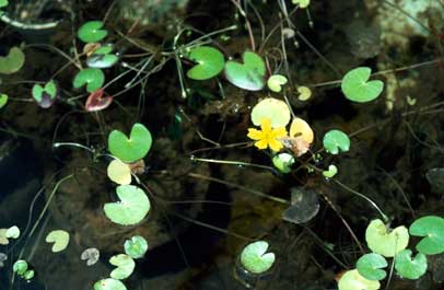 APII jpeg image of Nymphoides geminata  © contact APII