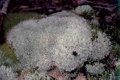 APII jpeg image of Cladonia pertricosa  © contact APII