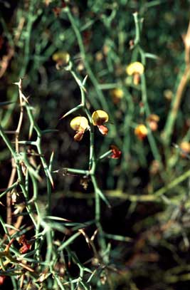 APII jpeg image of Daviesia rhizomata  © contact APII