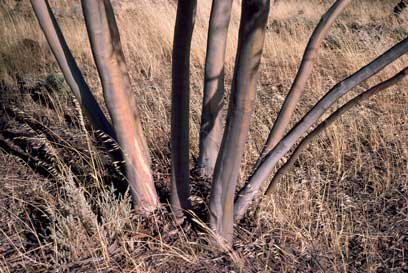 APII jpeg image of Eucalyptus cretata  © contact APII