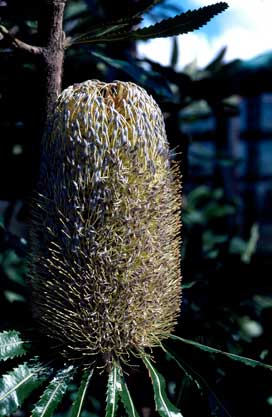 APII jpeg image of Banksia serrata 'Superman'  © contact APII