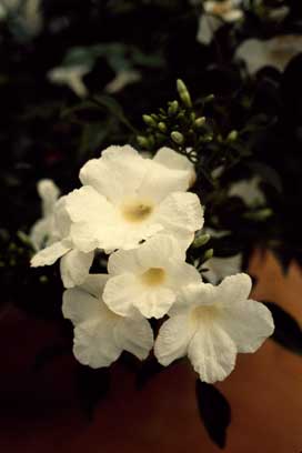 APII jpeg image of Pandorea jasminoides 'Lady Di'  © contact APII
