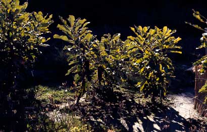 APII jpeg image of Banksia robur  © contact APII