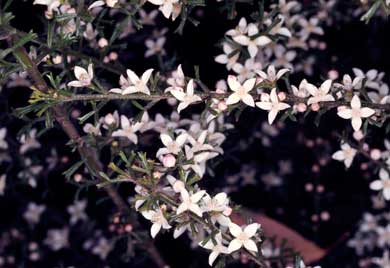 APII jpeg image of Boronia anemonifolia  © contact APII