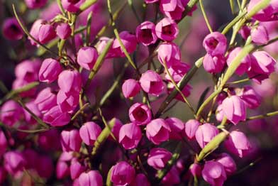 APII jpeg image of Boronia heterophylla  © contact APII