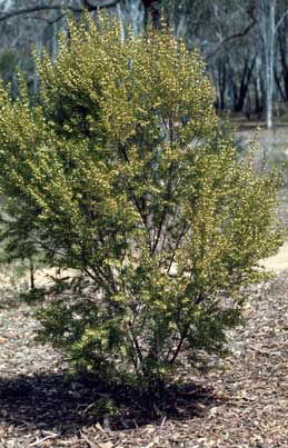 APII jpeg image of Boronia clavata  © contact APII