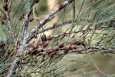 APII jpeg image of Allocasuarina zephyrea  © contact APII