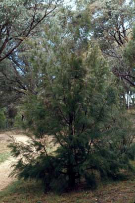 APII jpeg image of Allocasuarina torulosa  © contact APII