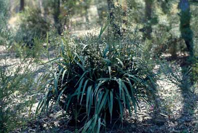 APII jpeg image of Dianella caerulea var. vannata  © contact APII