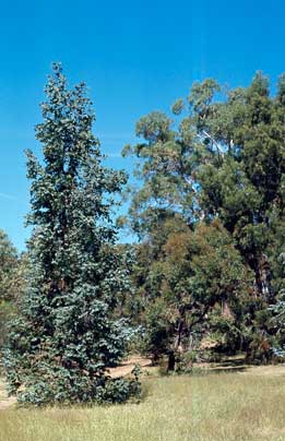 APII jpeg image of Eucalyptus cordata  © contact APII