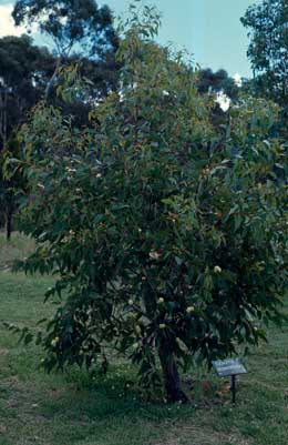 APII jpeg image of Eucalyptus desmondensis  © contact APII