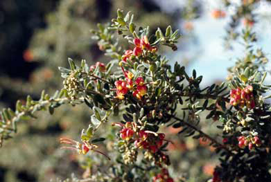 APII jpeg image of Grevillea alpina  © contact APII