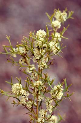 APII jpeg image of Grevillea trifida  © contact APII