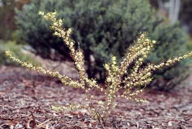 APII jpeg image of Grevillea trifida  © contact APII