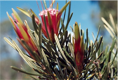 APII jpeg image of Lambertia formosa  © contact APII