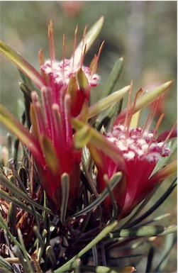 APII jpeg image of Lambertia formosa  © contact APII