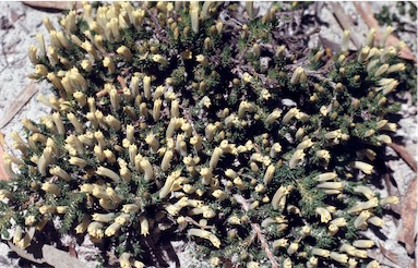 APII jpeg image of Lechenaultia tubiflora  © contact APII