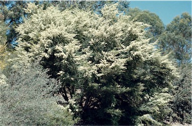 APII jpeg image of Leptospermum polygalifolium subsp. polygalifolium  © contact APII