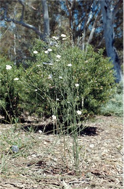 APII jpeg image of Linum marginale  © contact APII