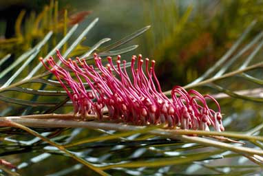 APII jpeg image of Grevillea hookeriana  © contact APII