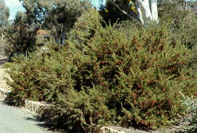 APII jpeg image of Grevillea lanigera  © contact APII