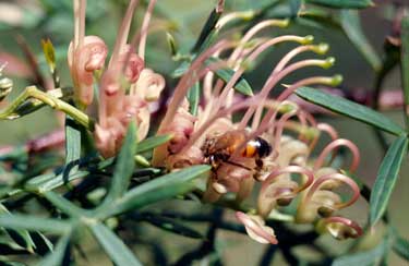 APII jpeg image of Grevillea rivularis  © contact APII