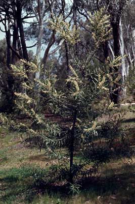 APII jpeg image of Hakea lasiantha  © contact APII