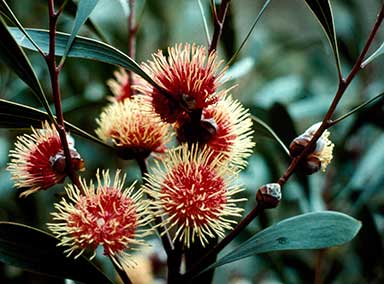 APII jpeg image of Hakea laurina  © contact APII