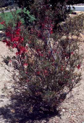 APII jpeg image of Hakea purpurea  © contact APII