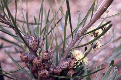 APII jpeg image of Hakea pycnoneura  © contact APII