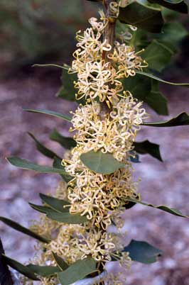 APII jpeg image of Hakea prostrata  © contact APII