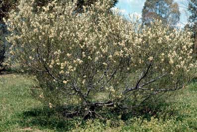 APII jpeg image of Hakea rostrata  © contact APII