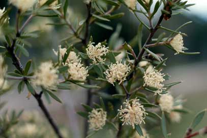 APII jpeg image of Hakea varia  © contact APII