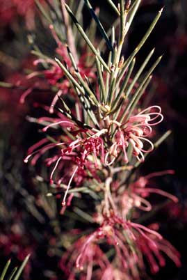 APII jpeg image of Hakea verrucosa  © contact APII