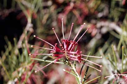 APII jpeg image of Hakea verrucosa  © contact APII