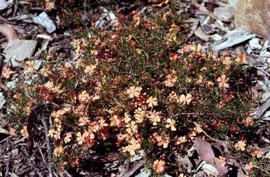 APII jpeg image of Hibbertia stellaris  © contact APII