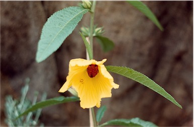 APII jpeg image of Hibiscus divaricatus  © contact APII