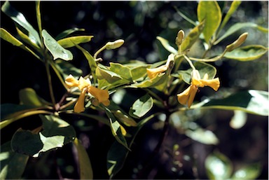 APII jpeg image of Hymenosporum flavum  © contact APII