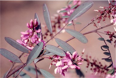 APII jpeg image of Indigofera australis  © contact APII